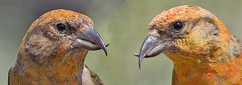 Male red crossbills, showing the two bill types.